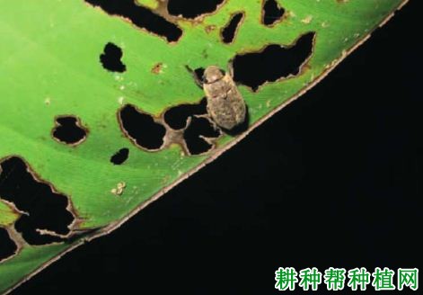 种植香蕉如何防治中华喙丽金龟? 种植香蕉如何防治中华喙丽金龟?