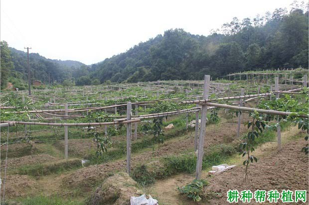 百香果的修剪原则是什么,需要注意什么? 百香果的修剪原则是什么,需要注意什么?
