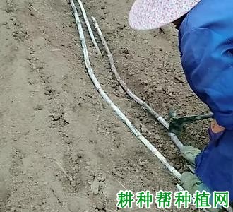 种植甘蔗前蔗种如何处理? 种植甘蔗前蔗种如何处理?