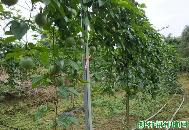 种百香果搭棚架还是篱架,各有什么优缺点? 种百香果搭棚架还是篱架,各有什么优缺点?