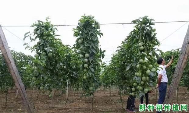 种百香果搭棚架还是篱架,各有什么优缺点? 种百香果搭棚架还是篱架,各有什么优缺点?