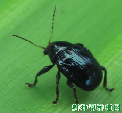 种植香蕉如何防治褐足角胸叶甲? 种植香蕉如何防治褐足角胸叶甲?