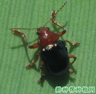 种植香蕉如何防治褐足角胸叶甲? 种植香蕉如何防治褐足角胸叶甲?