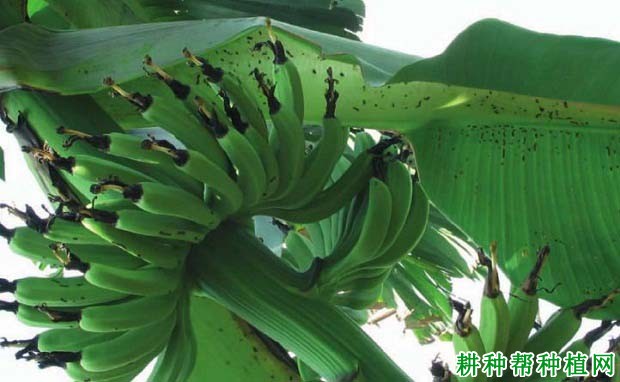 种植香蕉如何防治褐足角胸叶甲? 种植香蕉如何防治褐足角胸叶甲?