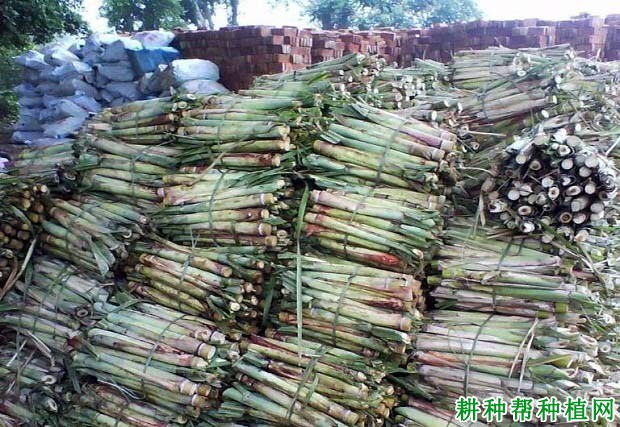 种植甘蔗如何挑选蔗种? 种植甘蔗如何挑选蔗种?