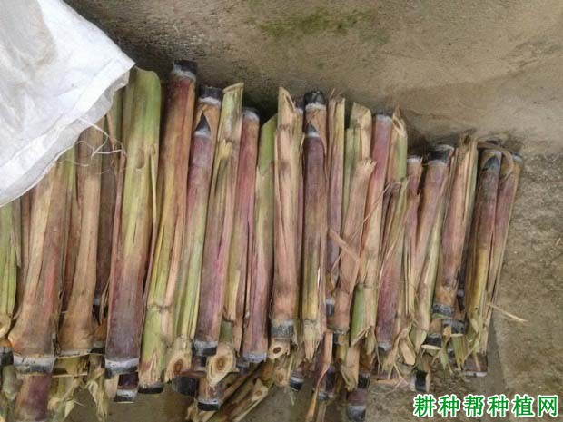 种植甘蔗如何挑选蔗种? 种植甘蔗如何挑选蔗种?