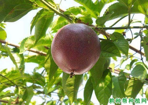 百香果的生长习性,一般多少年结果? 百香果的生长习性,一般多少年结果?