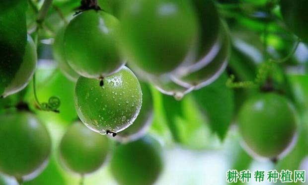 百香果的生长习性,一般多少年结果? 百香果的生长习性,一般多少年结果?