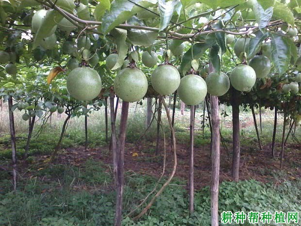 百香果的生长习性,一般多少年结果? 百香果的生长习性,一般多少年结果?