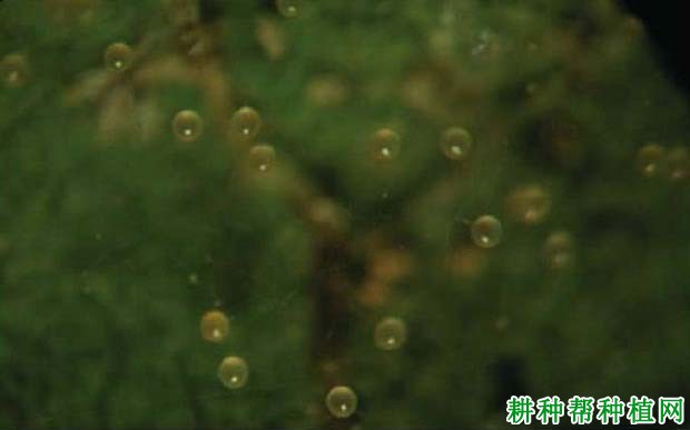 种植香蕉如何防治朱砂叶螨? 种植香蕉如何防治朱砂叶螨?