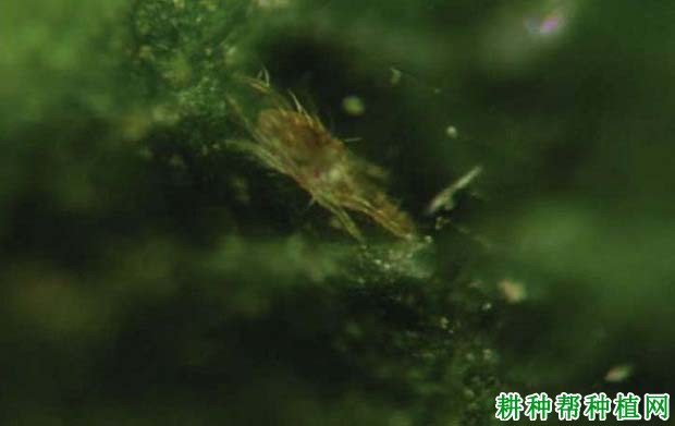 种植香蕉如何防治朱砂叶螨? 种植香蕉如何防治朱砂叶螨?