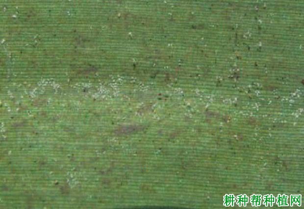 种植香蕉如何防治朱砂叶螨? 种植香蕉如何防治朱砂叶螨?