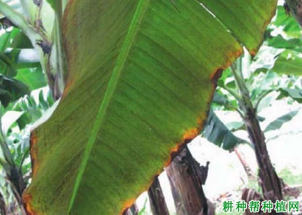 种植香蕉如何防治朱砂叶螨? 种植香蕉如何防治朱砂叶螨?