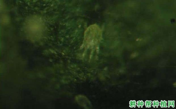 种植香蕉如何防治朱砂叶螨? 种植香蕉如何防治朱砂叶螨?