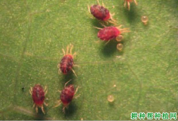 种植香蕉如何防治朱砂叶螨? 种植香蕉如何防治朱砂叶螨?