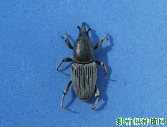 种植香蕉如何防治香蕉黑筒象? 种植香蕉如何防治香蕉黑筒象?