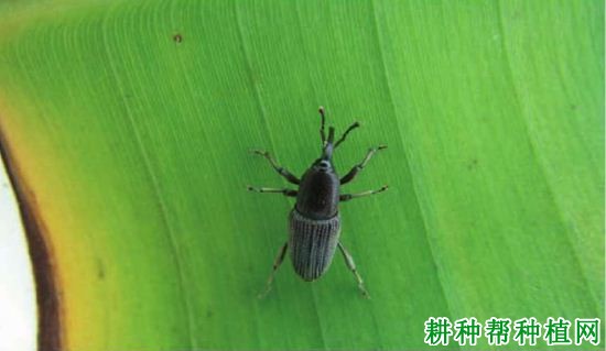 种植香蕉如何防治香蕉黑筒象? 种植香蕉如何防治香蕉黑筒象?