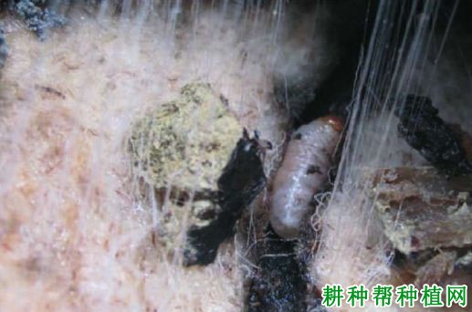 种植香蕉如何防治香蕉黑筒象? 种植香蕉如何防治香蕉黑筒象?