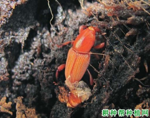 种植香蕉如何防治香蕉黑筒象? 种植香蕉如何防治香蕉黑筒象?