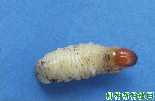 种植香蕉如何防治香蕉黑筒象? 种植香蕉如何防治香蕉黑筒象?