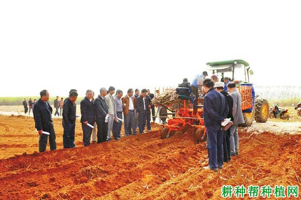 甘蔗为什么要开沟种植? 甘蔗为什么要开沟种植?