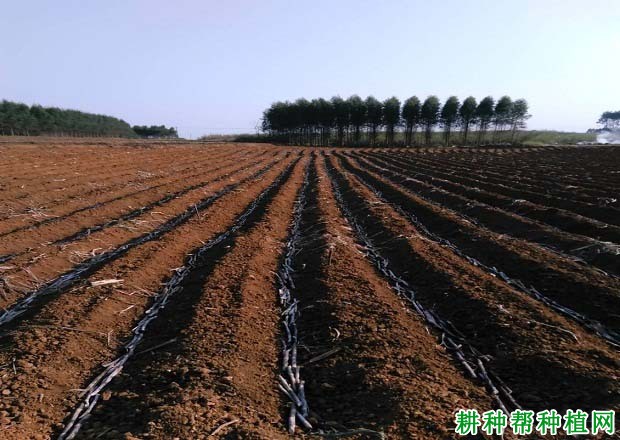 甘蔗为什么要开沟种植? 甘蔗为什么要开沟种植?
