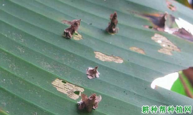 种植香蕉如何防治小蓑蛾? 种植香蕉如何防治小蓑蛾?
