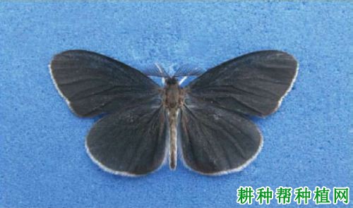 种植香蕉如何防治小蓑蛾? 种植香蕉如何防治小蓑蛾?