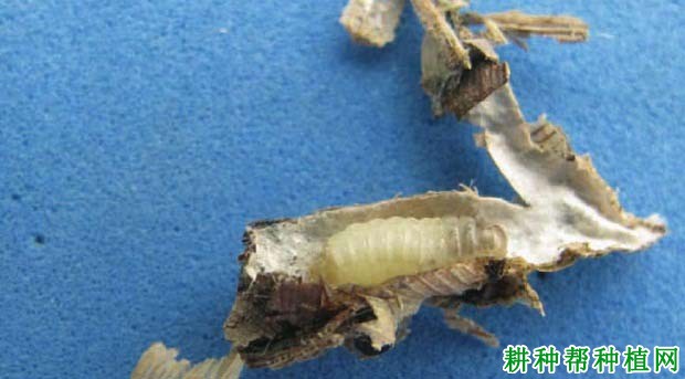 种植香蕉如何防治小蓑蛾? 种植香蕉如何防治小蓑蛾?
