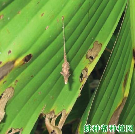 种植香蕉如何防治小蓑蛾? 种植香蕉如何防治小蓑蛾?