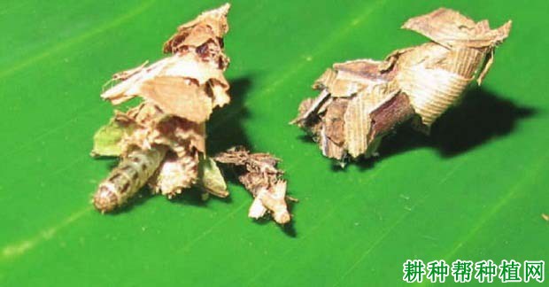 种植香蕉如何防治小蓑蛾? 种植香蕉如何防治小蓑蛾?