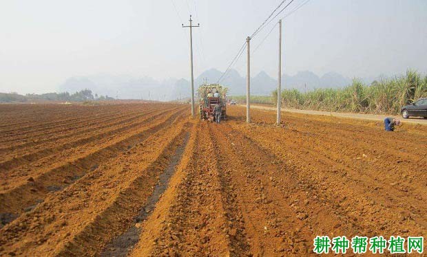 种植甘蔗怎么样整地? 种植甘蔗怎么样整地?