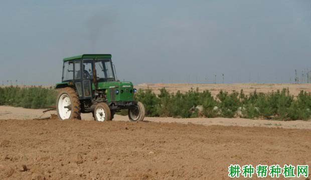 种植甘蔗怎么样整地? 种植甘蔗怎么样整地?
