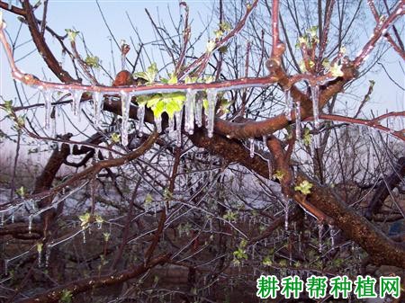 苹果树冻害如何防治? 苹果树冻害如何防治?