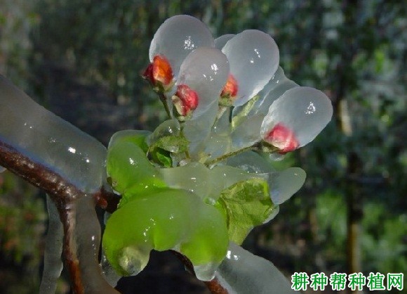 苹果树冻害如何防治? 苹果树冻害如何防治?