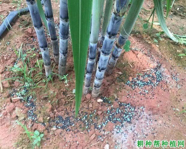 甘蔗地为什么要培肥,主要有哪些措施? 甘蔗地为什么要培肥,主要有哪些措施?