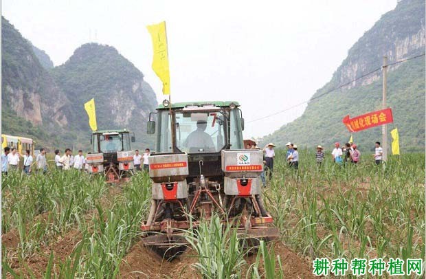 甘蔗地为什么要培肥,主要有哪些措施? 甘蔗地为什么要培肥,主要有哪些措施?
