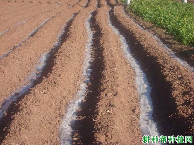 种植甘蔗盖地膜有什么好处,需要注意什么? 种植甘蔗盖地膜有什么好处,需要注意什么?
