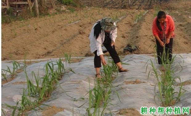 种植甘蔗盖地膜有什么好处,需要注意什么? 种植甘蔗盖地膜有什么好处,需要注意什么?