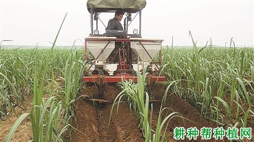 甘蔗地为什么要培肥,主要有哪些措施? 甘蔗地为什么要培肥,主要有哪些措施?