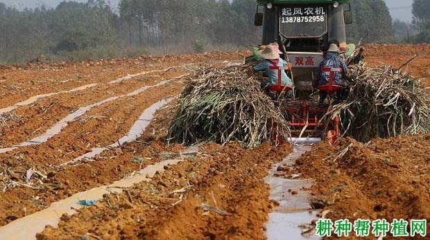种植甘蔗盖地膜有什么好处,需要注意什么? 种植甘蔗盖地膜有什么好处,需要注意什么?