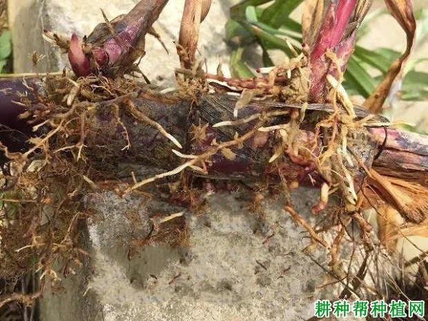 甘蔗的根系有什么特点? 甘蔗的根系有什么特点?
