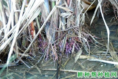 甘蔗的根系有什么特点? 甘蔗的根系有什么特点?
