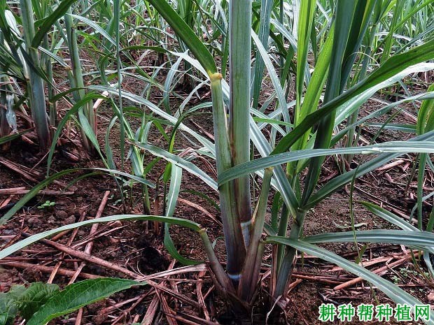宿根蔗怎么样管理能提高产量? 宿根蔗怎么样管理能提高产量?
