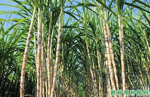 甘蔗一亩地种多少棵? 甘蔗一亩地种多少棵?