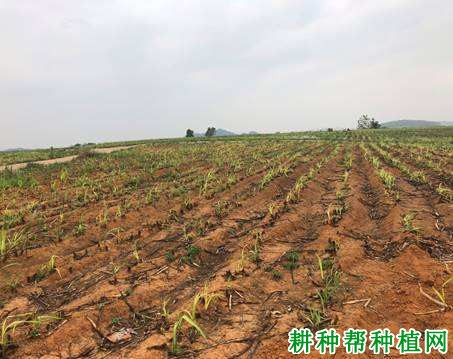 宿根蔗怎么样管理能提高产量? 宿根蔗怎么样管理能提高产量?