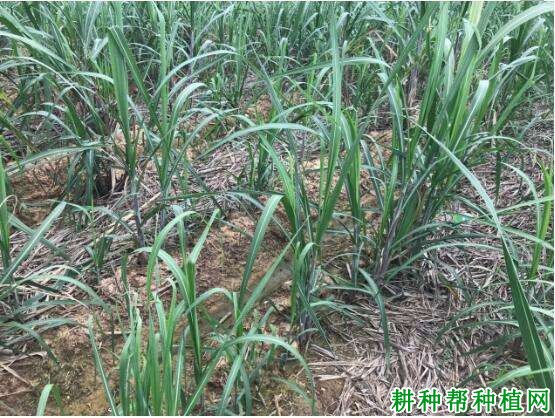 宿根蔗的生长习性是怎么样，宿根蔗如何管理？