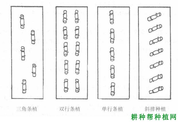 种植甘蔗怎样排种,哪种方式比较好? 种植甘蔗怎样排种,哪种方式比较好?