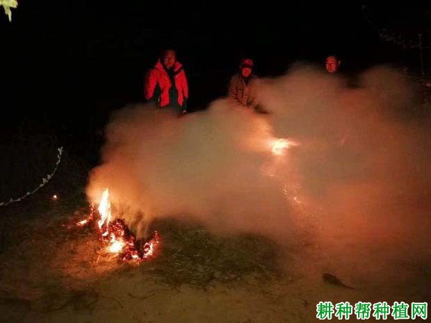 种植李子树冬季如何预防冻害,有哪些方法? 种植李子树冬季如何预防冻害,有哪些方法?