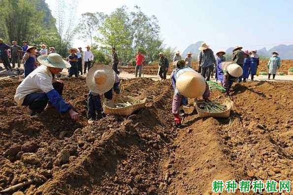 种植甘蔗怎样排种,哪种方式比较好? 种植甘蔗怎样排种,哪种方式比较好?